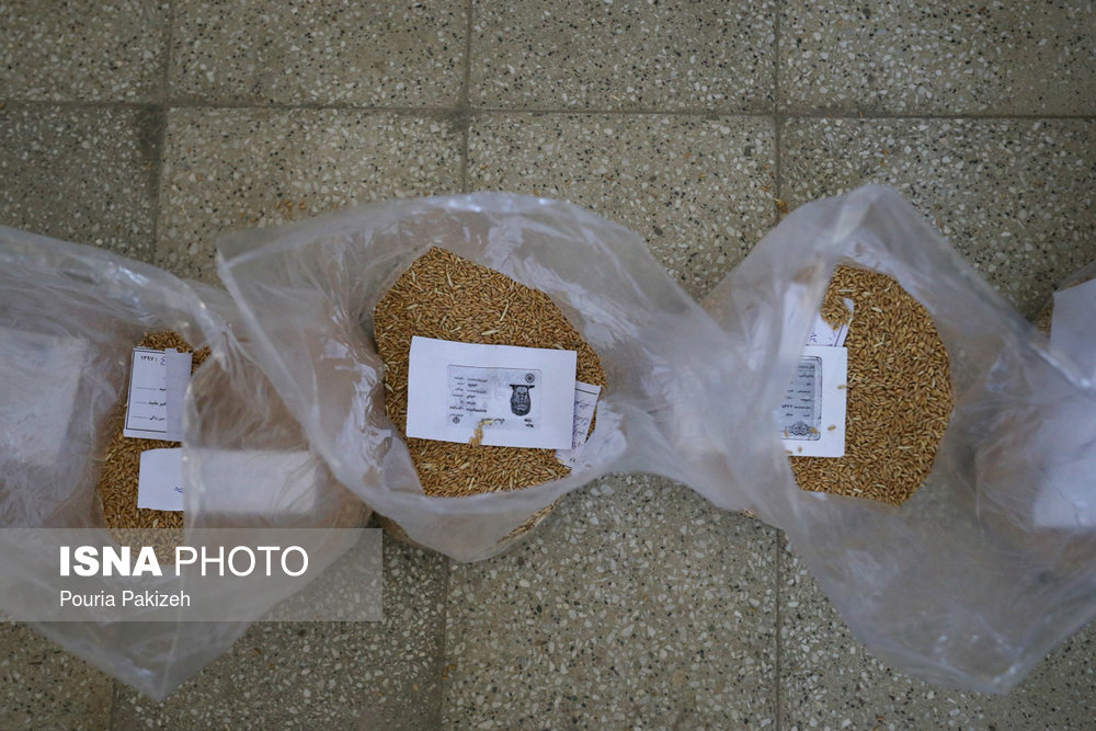 نمونه محصولات کشاورزان در آزمایشگاه انبار سیلو مورد بررسی قرار می‌گیرد. سن زدگی یکی از بزرگترین آفت‌هایی است که می‌تواند گندم را از بین ببرد.