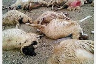 مسمومیت 250 گوسفند را تلف کرد