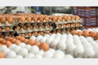 تخم مرغ در خرده فروشی ها؛ شانه ای 20 هزار تومان!
