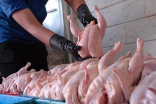 توزیع مرغ با قیمت ۱۱ هزار و ۱۵۰ تومان در بازار