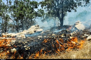 علت جانباختن4 نفر در آتش‌سوزی جنگل‌های مریوان نیازمند بررسی بیشتر
