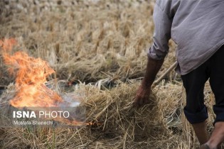 فاجعه بار شدن خاک سوزی در کشاورزی ایران + تصاویر