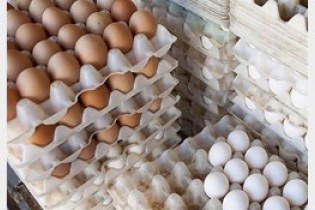 در بازار تخم مرغ کمبود نداریم/ثبت سفارش ۲۰۰۰ تن تخم مرغ