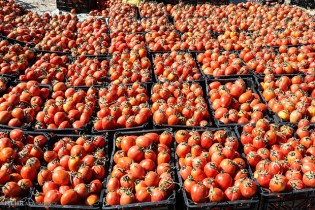 توقف صادرات گوجه ابلاغ شده است/گمرک بایدپاسخگوی تداوم صادرات باشد