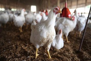 ماجرای رشد سریع مرغ در 42 روز چیست؟