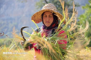 ممنوعیت کشت برنج به مصوبه مجلس نیاز دارد/۸۴درصد تولید در شمال است