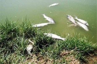 مرگ 6000 ماهی دریاچه سد ارس با مکش توربین!