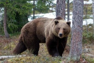 حمله خرس به کودک ۱۰ ساله در شهر دستنا
