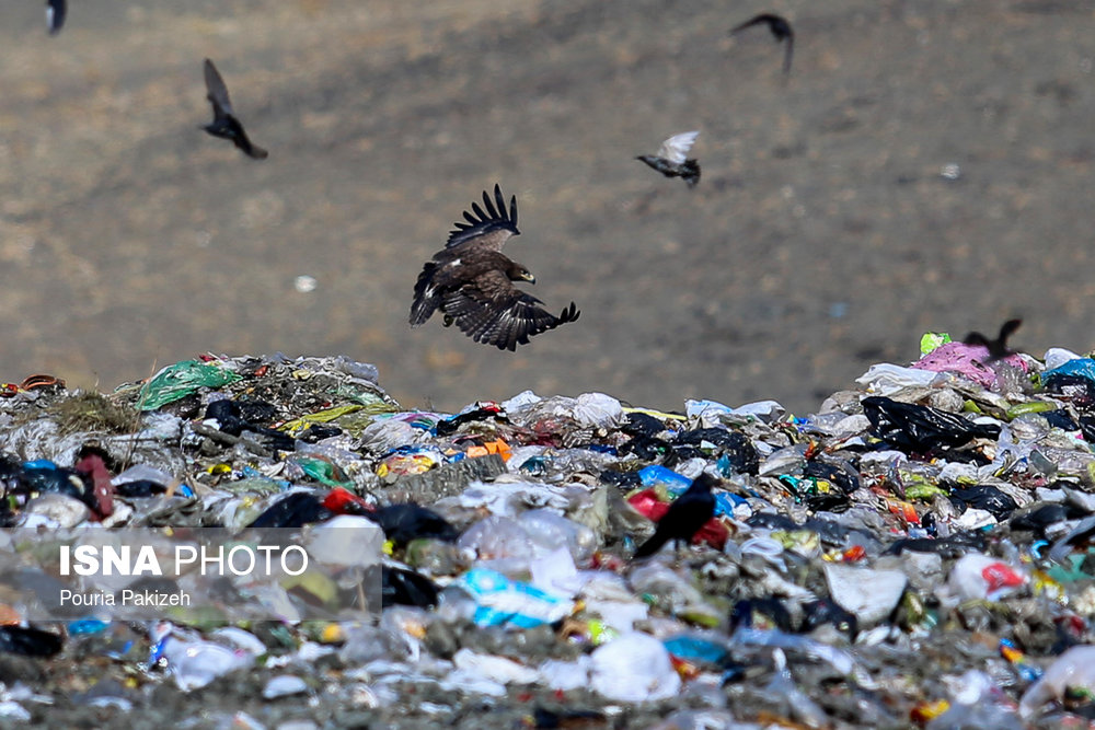 جستجوی عقاب در میان زباله‌های تازه تخلیه شده در منطقه غیر استاندارد دفع زباله شهرستان ملایر.