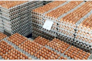 نیازی به واردات تخم مرغ نداریم/واردات تخم مرغ از بین بردن بیت المال است
