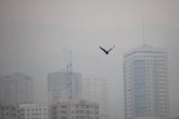 از خروج غیرضروری از منزل خودداری کنید از خروج غیرضروری از منزل خودداری کنید