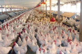 خرید و فروش مرغ زنده بیش از ۸۷۰۰ تومان ممنوع شد