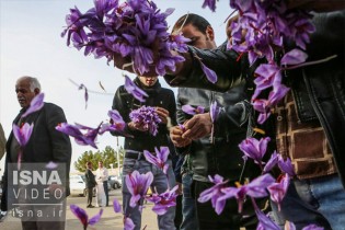 صادرات بیش از 252 میلیون دلار زعفران