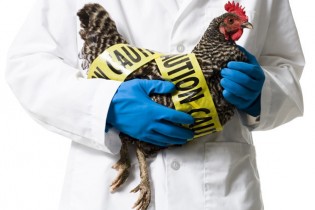 خطر آنفلوانزای فوق حاد پرندگان را جدی بگیرید