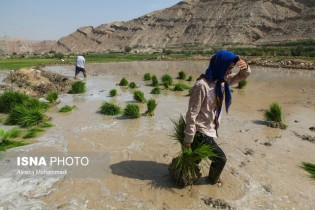 برنج‌کاری در خوزستان حذف می‌شود؟ + تصاویر