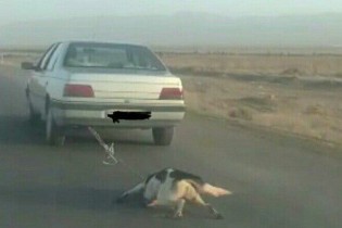 بستن سگ به خودرو در جاده اشتهارد