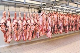 واردات دام زنده گوشت را ارزان می کند