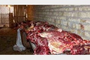 دستگیری توزیع کننده گوشت الاغ