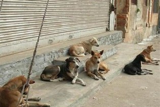 ماجرای کشتار سگ‌های ساوجبلاغ با سیانور چه بود؟