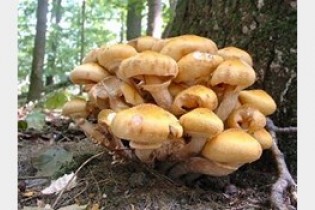 قارچ‌های سمی، تهدیدی برای مسافران و مردم محلی
