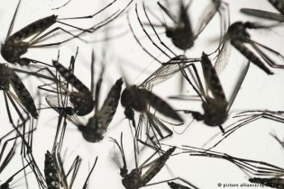 خطر بیماری‌های منتقله از حشرات اروپا را تهدید می‌کند