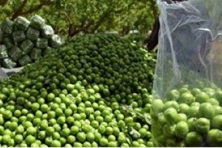 رئیس اتحادیه میوه و سبزی: قیمت ۴۰۰ هزار تومانی گوجه سبز منطقی نیست