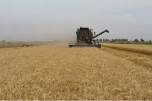 فقط۵ درصدمزارع گندم دچار خسارت ١٠٠ درصدی شد/تولید بیش از مصرف است