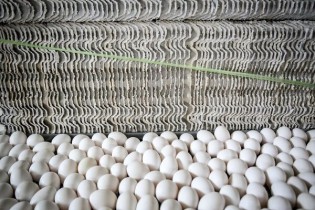 کاهش شدید قیمت تخم مرغ/ورود اتحادیه میهن به بازار از فردا