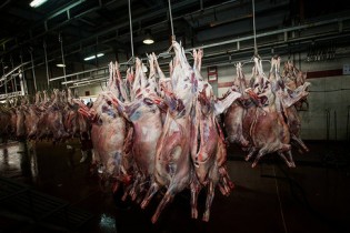 قیمت گوشت قرمز در بازار؛ ۵۰ تا ۱۲۰ هزار تومان