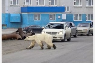 پرسه خرس قطبی در شهر برای غذا