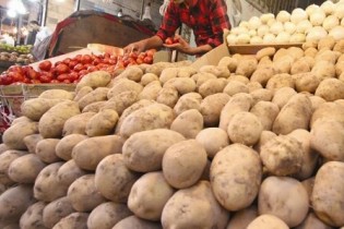 نماینده فریدن در مجلس: قیمت پایین سیب‌زمینی موجب ضرر کشاورزان است