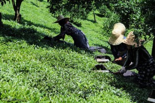 پایان فصل برداشت برگ سبز چای/ ۲۸ هزار تن چای ایرانی تولید شد