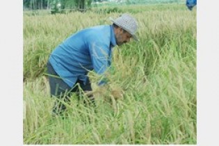 خطر در کمین 15 هزار هکتار از مزارع کشت دوم برنج مازندران