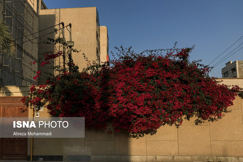 اهواز، نوروز ۹۹ - گلهای کاغذی در منطقه گلستان