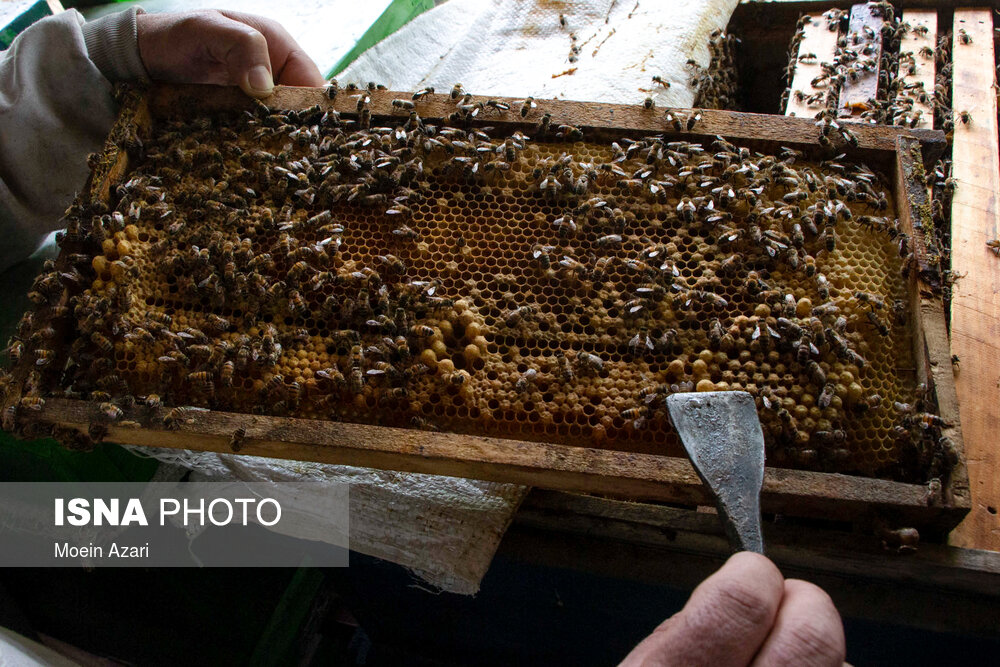 سلول‌های سر تخت در هر شانه مخصوص زنبورهای (ماده) کارگر است و سلول‌های برجسته تر برای زنبورهای (نر) هستند شانه‌ای که زنبور نر کمتری داشته باشد نشانه خوبی است چون زنبورهای نر در جمع آوری عسل هیچ نقشی ندارند