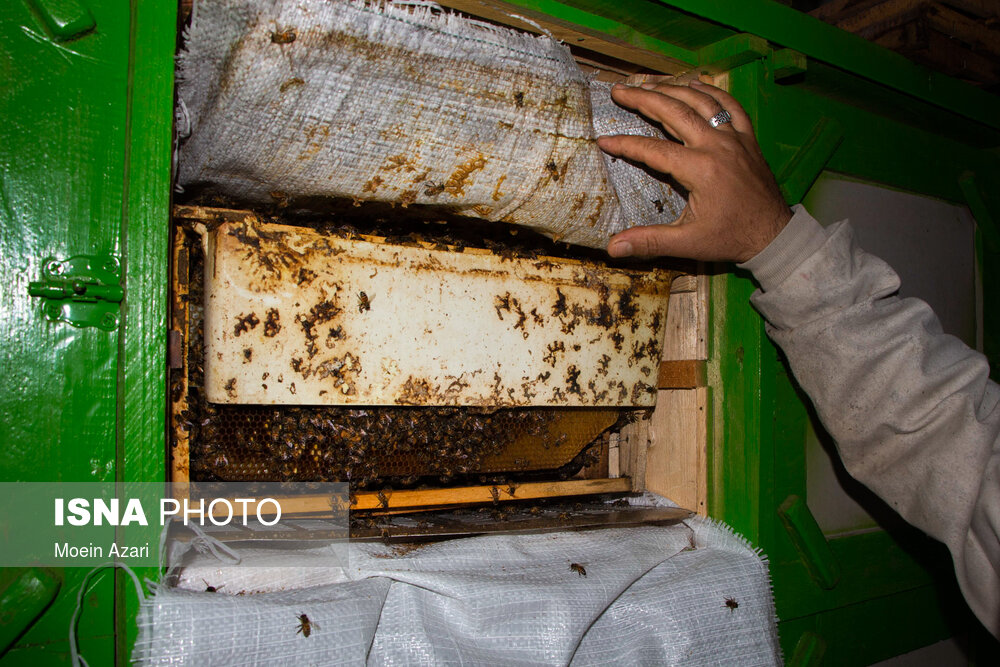 در اتاق زنبور کندوها در جای خود به صورت ثابت قرار گرفته‌اند دریچه‌هایی پشت هر کندو تعبیه شده تا زنبوردار بتواند وضعیت هر کندو را با کمترین مزاحمت برای زنبورها بررسی کند