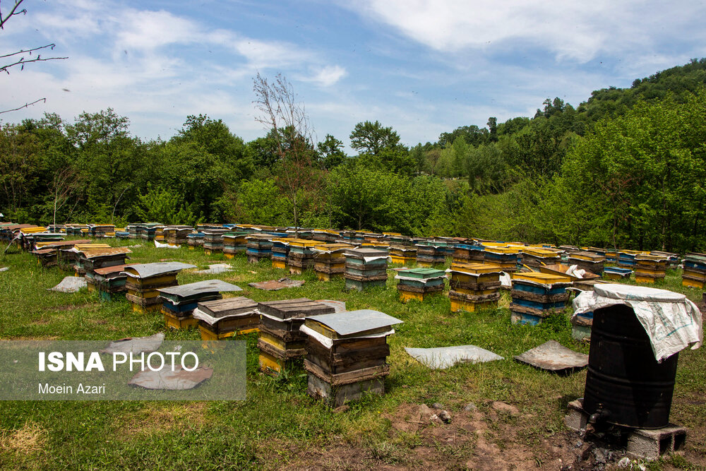 زنبورها رنگ را تشخیص می‌دهند و از قدرت مکان یابی بالایی برخوردار هستند و زنبورداران از همین توانایی زنبورها استفاده می‌کنند تنوع رنگ کندوها کمک می‌کند تا زنبورها کندوی خود را بشناسند.