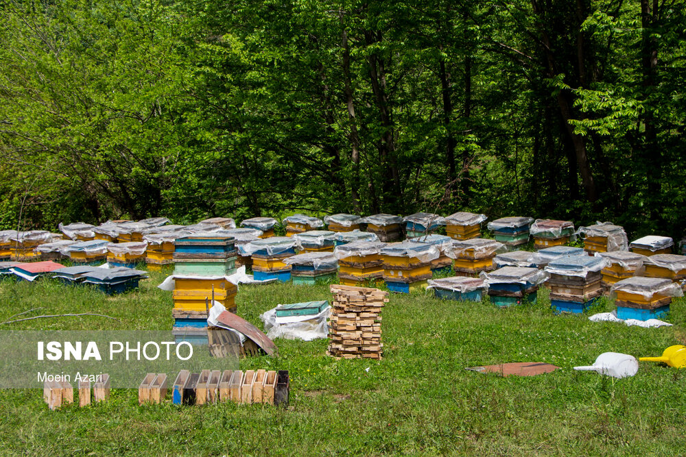 معمولا فضاهای باز در هر کوچ برای برپا کردن کندوها استفاده می‌شوند تا زنبوردارها راحت‌تر منظم‌تر بازرسی کندوها را انجام دهند