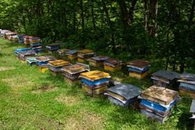 در بخش بلوکات و رحمت آباد استان گیلان روستایی با نام روستای شهران واقع شده است. در دشت‌های این منطقه زنبور داران مشغول مراقب و نگهداری از کلونی زنبور خود هستند