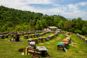 ایده آل ترین مکان برای برپا کردن کلونی زنبور عسل دامنه کو‌ه‌ها و ارتفاعات است زنبور داران معمولا مکان‌هایی را که توسط درختان محصور شده باشد انتخاب میکنن