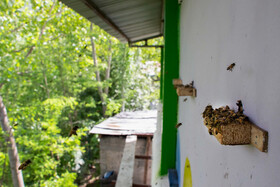 در روش استفاده از اتاق زنبور کندوها در مقابل خطرهای محیطی امن‌تر هستند با ساخت یک سازه ثابت روی زمین مراقبت از زنبورها مخصوصا در فصول سرد سال به مراتب آسانتر است