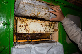 در اتاق زنبور کندوها در جای خود به صورت ثابت قرار گرفته‌اند دریچه‌هایی پشت هر کندو تعبیه شده تا زنبوردار بتواند وضعیت هر کندو را با کمترین مزاحمت برای زنبورها بررسی کند