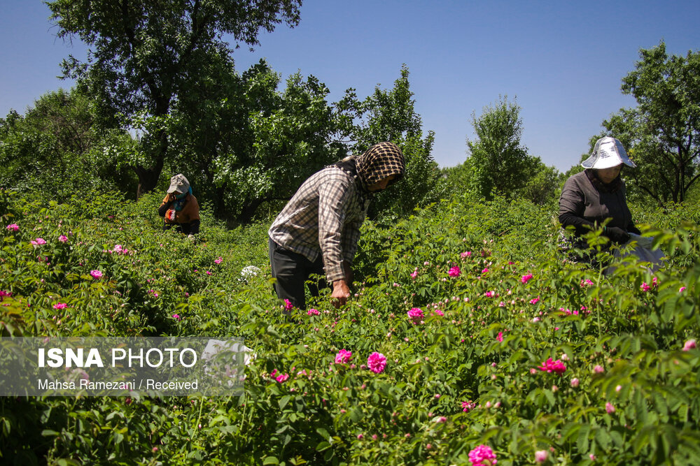 برداشت گل محمدی جهت تهیه گلاب در باغستان سنتی قزوین