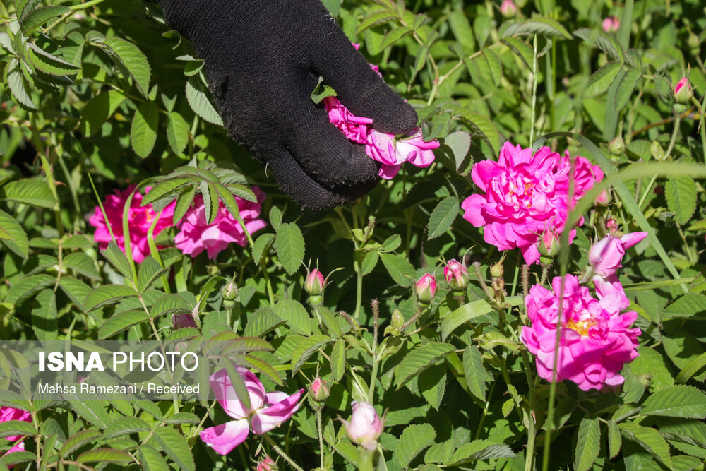 برداشت گل محمدی جهت تهیه گلاب در باغستان سنتی قزوین