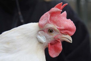 پشت پرده ظهور مرغ ۲۰ هزار تومانی در بازار