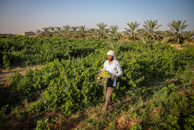 برداشت انگور در روستای غزاویه بزرگ شهرستان کارون