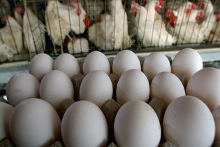 قیمت هر شانه تخم مرغ کمتر از ۲۰ هزار تومان است