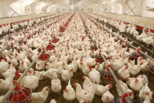 قیمت مرغ به ۱۸.۵ هزار تومان رسید/ افت ۲۵ درصدی تولیدی در تابستان