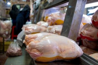دلایل گرانی قیمت مرغ / مرغداران در جوجه‌ریزی احتیاط می‌کنند
