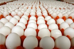 افزایش ۴۸ درصدی قیمت تخم مرغ/ صادرات از ۲۸ میلیون دلار گذشت